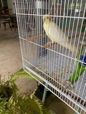 budgie bird! 🦜  at Plantable - Maybe closed in Chiang Mai