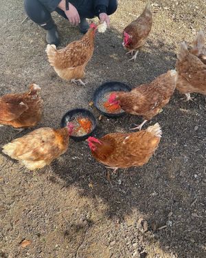 Chickens getting fed   at Dominion Farm Sanctuary  in Fairhope
