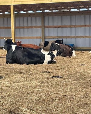 Cows   at Dominion Farm Sanctuary  in Fairhope
