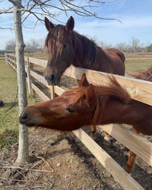 Hope and Joy the horses  at Dominion Farm Sanctuary  in Fairhope