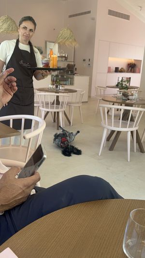 Dog who wandered in and was enjoying cool floor   at Encci Carvoiera in Carvoeiro
