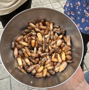 Pepitas  at Ongo in Porto