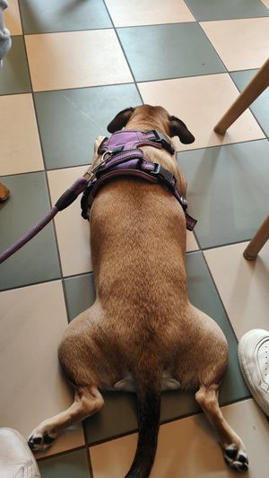  at Glasgow Burgers in Nantes