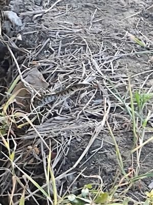 Snakes 🐍 chasing frogs 🐸 in the rice fields at Nghe Coffee in Hoi An