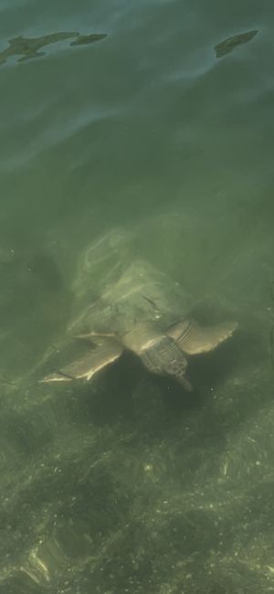   at Dalyan Ceyhan Restaurant in Mugla