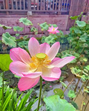 Lotus pond garden 🪷  at Lala and Lili Warung in Gianyar
