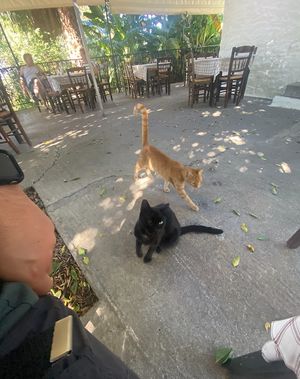 Lokale medewerkers  at Cold Spring Tavern in Kos