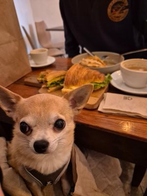 Dog friendly 🥰 at GAL Cafe in Lisbon