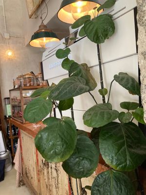  at Pan y Pepinillos Café in Madrid