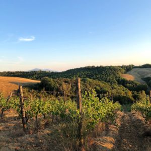 Vineyard at Podere Sole in Trequanda