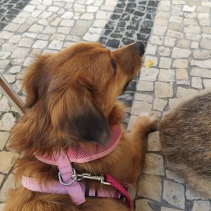 Luninha veio almoçar at Verde Hut in Porto