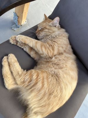 The resident house kitty 💚  at The Noverian Bios Santorini, Vegan Boutique Hotel in Santorini