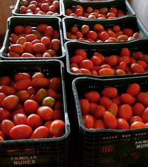 Utilizam tomates orgânicos produzidos pela família Nunes. at Empório Veganizando in Rolandia