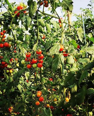Tomates orgânicos at Sítio Novo Amanhecer in Londrina