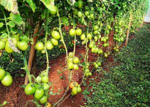 Tomates orgânicos at Sítio Novo Amanhecer in Londrina