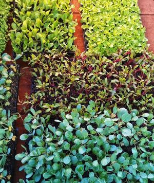 Diversos at Sítio Novo Amanhecer in Londrina