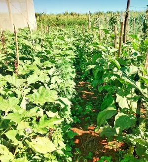 Beringela at Sítio Novo Amanhecer in Londrina