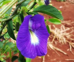 Clitória Ternátea at Sítio Novo Amanhecer in Londrina