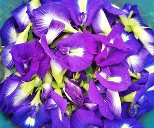 Mais at Sítio Novo Amanhecer in Londrina