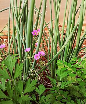 Mais at Sítio Novo Amanhecer in Londrina