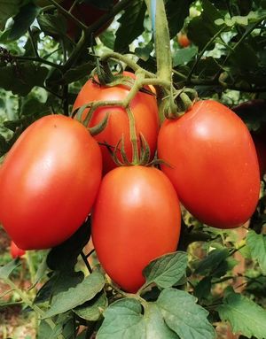 Mais at Sítio Novo Amanhecer in Londrina