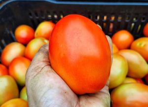Tomates orgânicos at Sítio Novo Amanhecer in Londrina