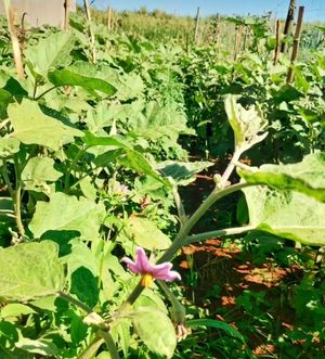 Beringela orgânica at Sítio Novo Amanhecer in Londrina