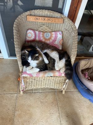Two of the rescue cats! at Yurts in Cyprus in Simou