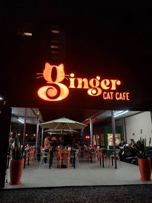 Cat Café com opções veganas e gatinhos 🐱 🐱  para adoção at Ginger: Cat Café in Bauru