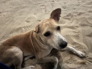   at Arugambay Surf Resort in Arugam Bay