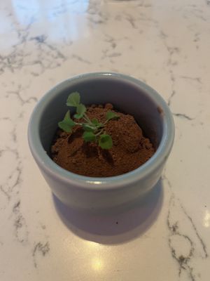   at Rozey in The Hague