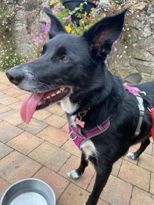 Dog friendly courtyard with water bowls available ❤️ at Chare Ends Cafe in Lindisfarne
