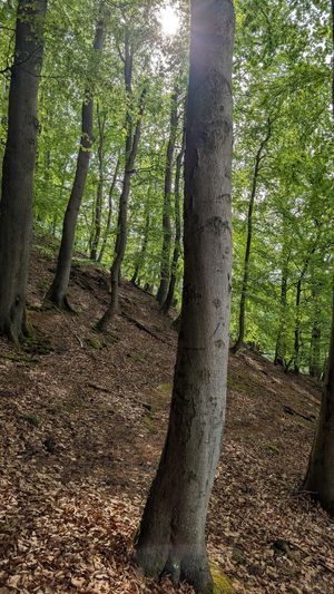  at Hotel Hullerbusch in Feldberger Seenlandschaft