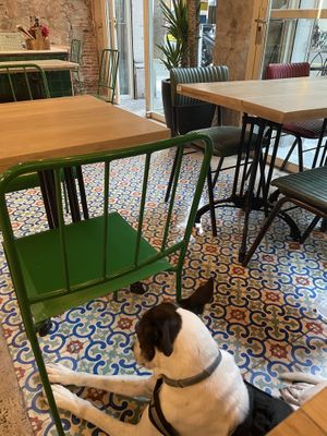 Pet friendly   at Vegetalia - Sant Antoni  in Barcelona