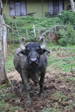 Teresa the Water buffalo at Planet Costa Rica in Cartago