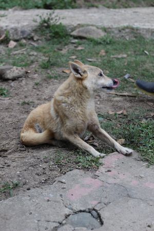 Bonita the dog at Planet Costa Rica in Cartago