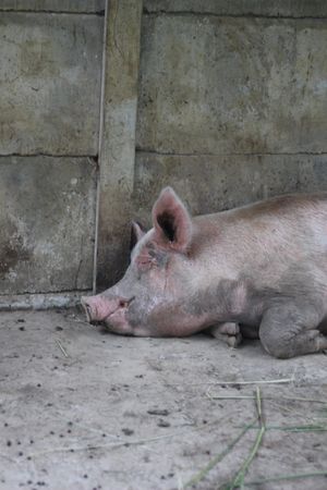 Peppo the pig at Planet Costa Rica in Cartago