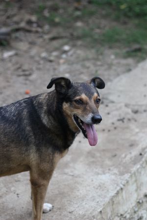 Kendall the dog at Planet Costa Rica in Cartago