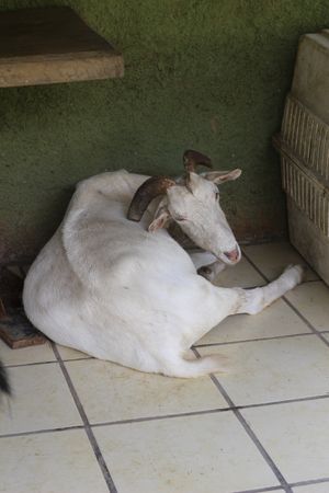 Wilma the goat at Planet Costa Rica in Cartago