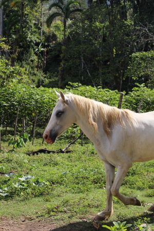 Palomo the horse at Planet Costa Rica in Cartago