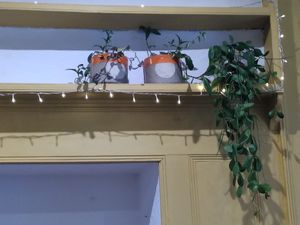 Inside the café (June 2025) at Hermit Crab Coffee in Machynlleth