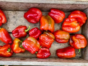  at Beech Hill Farm in Mount Desert Island