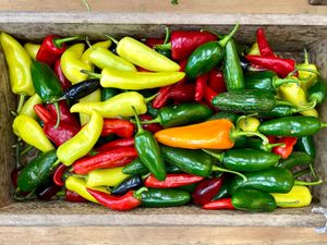  at Beech Hill Farm in Mount Desert Island