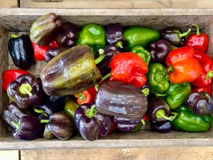  at Beech Hill Farm in Mount Desert Island