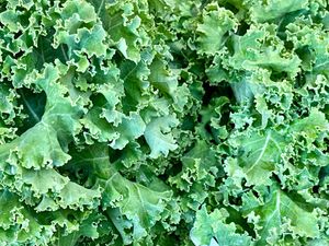  at Beech Hill Farm in Mount Desert Island