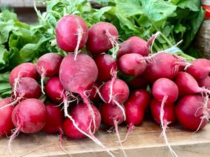  at Beech Hill Farm in Mount Desert Island