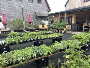   at Beech Hill Farm in Mount Desert Island