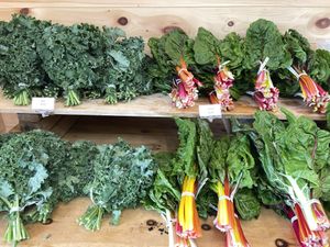   at Beech Hill Farm in Mount Desert Island