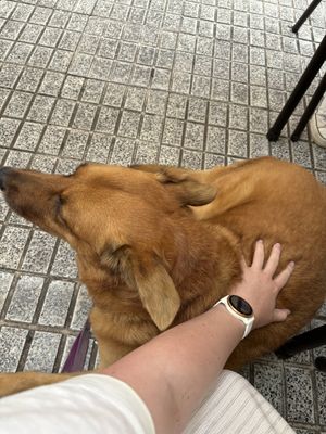   at El Michi del Puerto in Tenerife