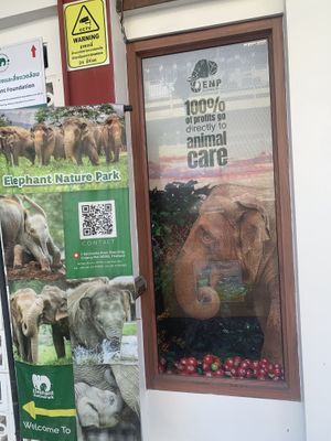 Supports elephant conservation   at V-Tribe in Chiang Mai